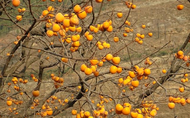 Date Plum Persimmon seeds Diospyros lotus